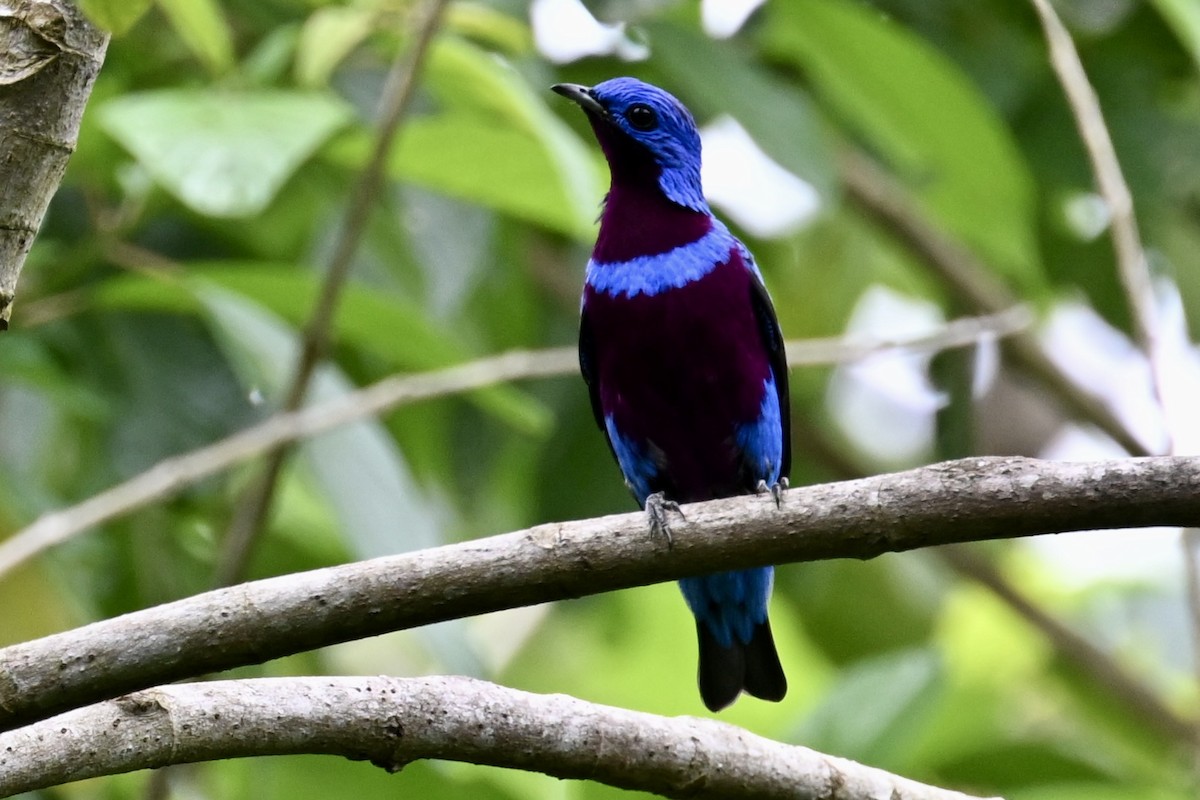 Banded Cotinga - ML646289903