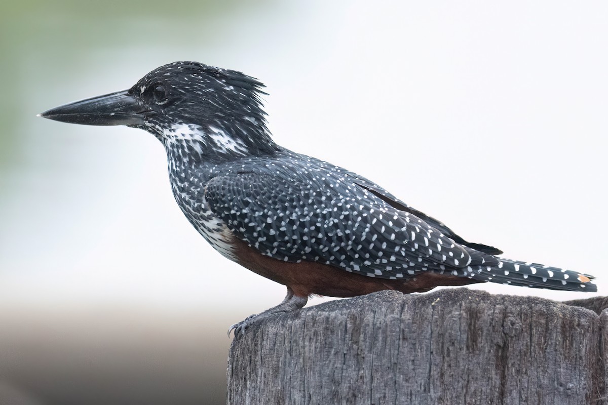Giant Kingfisher - ML646289905