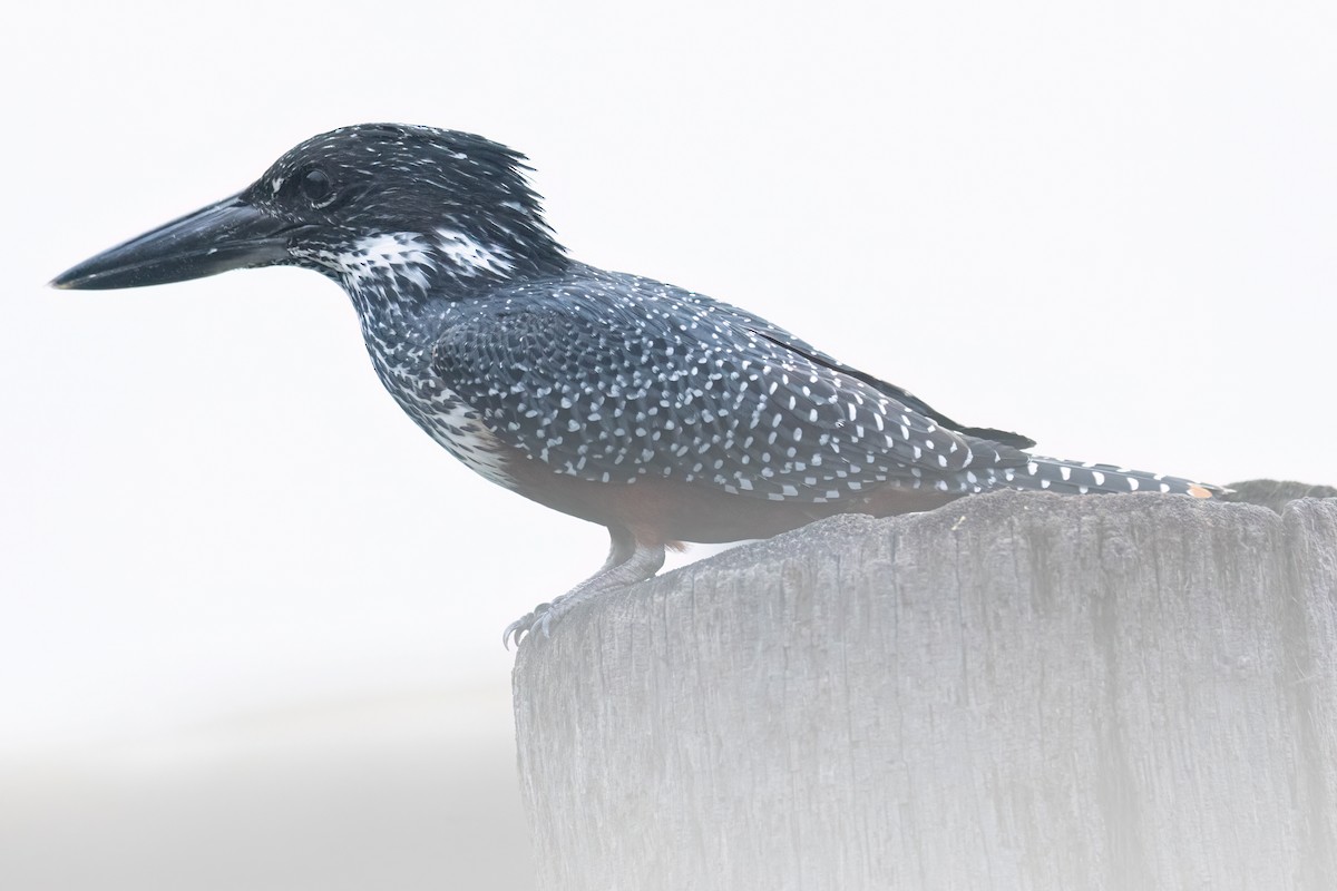 Giant Kingfisher - ML646289908