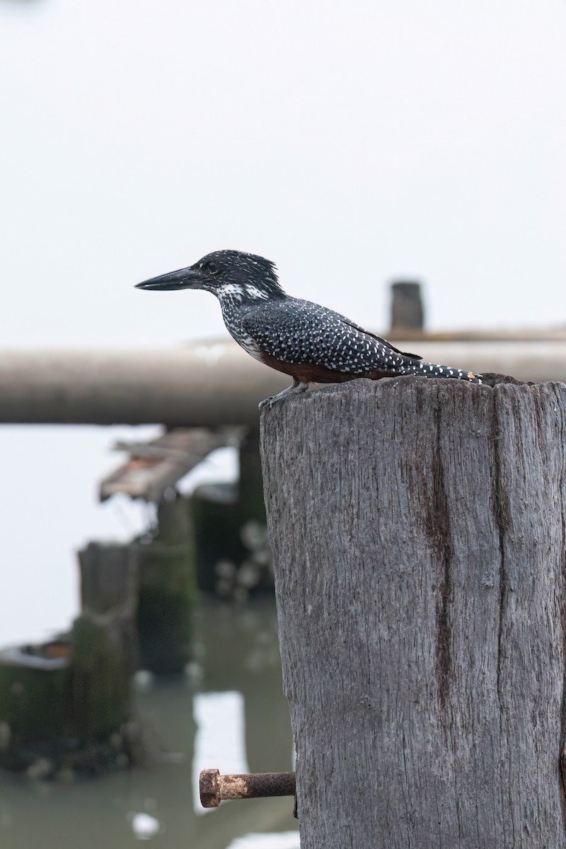 Giant Kingfisher - ML646289912