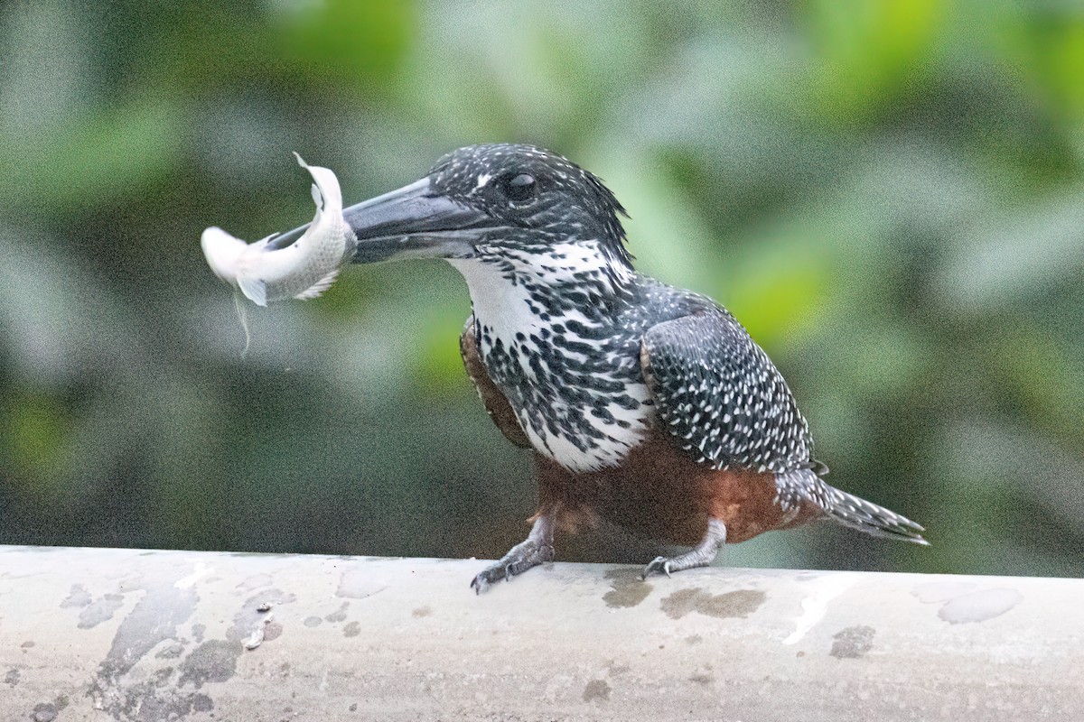 Giant Kingfisher - ML646289913