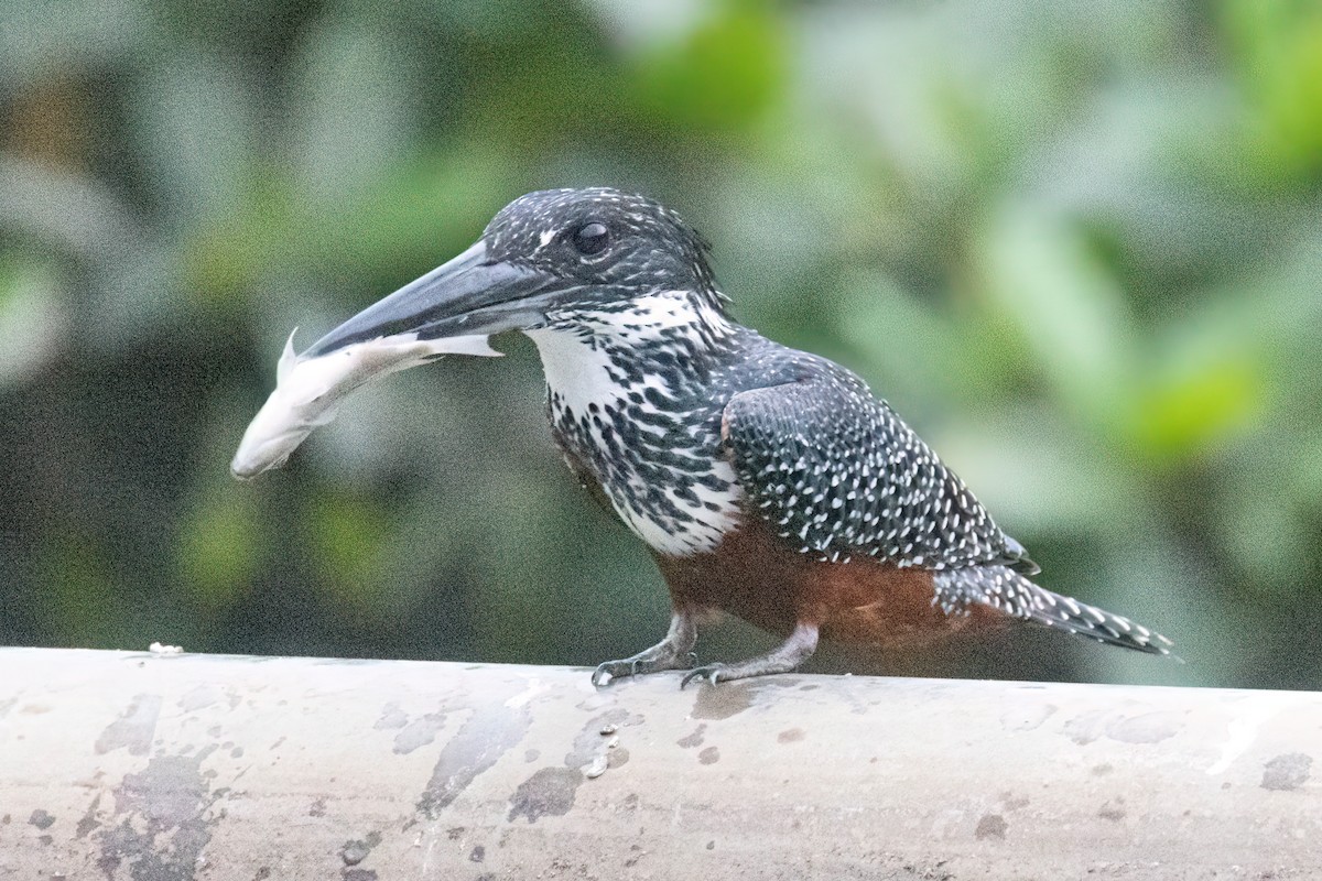 Giant Kingfisher - ML646289914