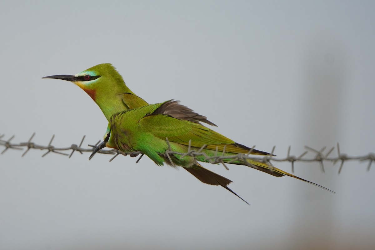 שרקרק ירוק - ML646289920
