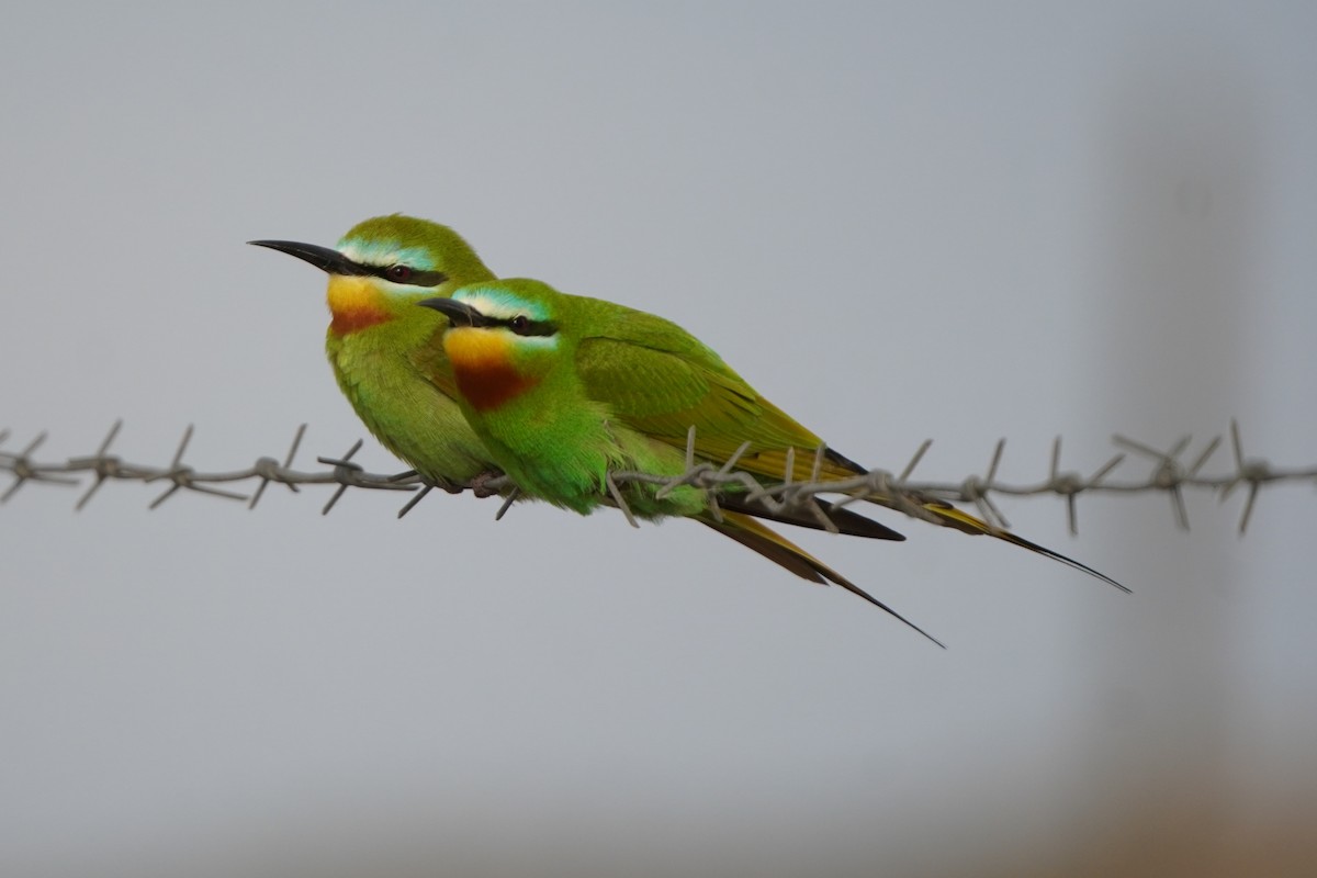 שרקרק ירוק - ML646289921