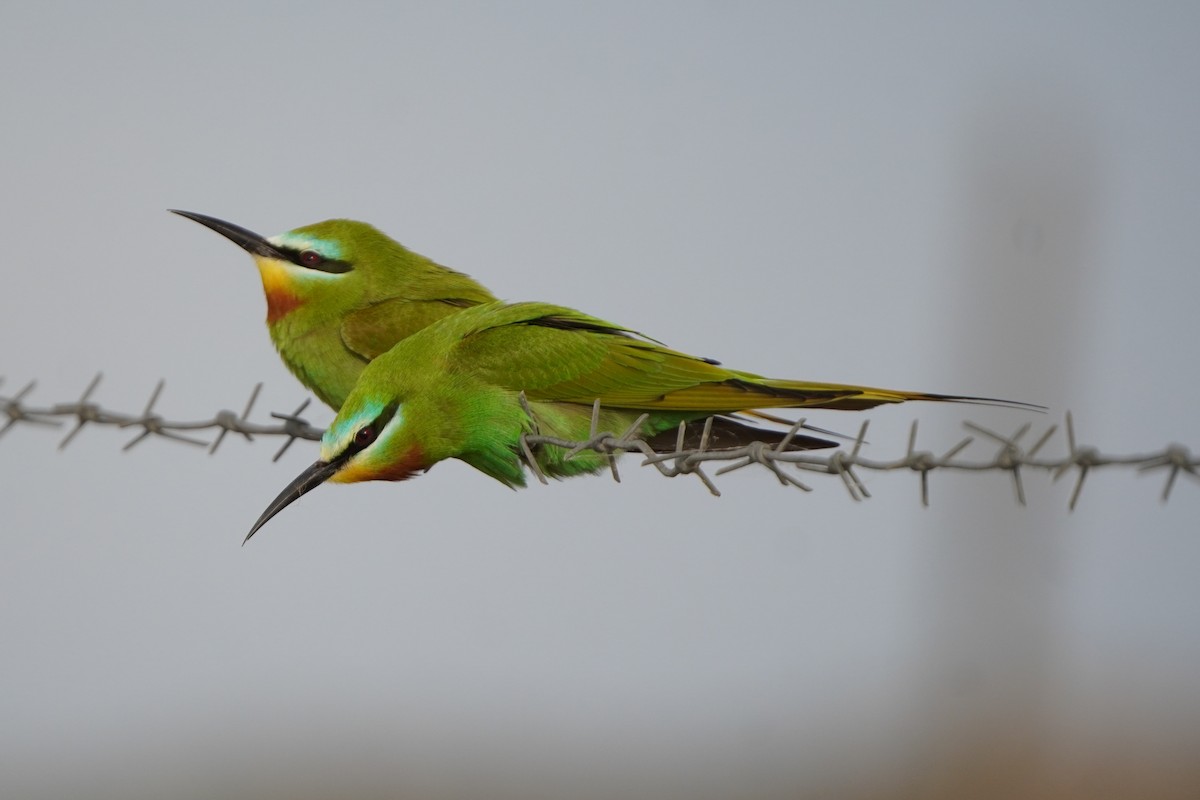 שרקרק ירוק - ML646289923
