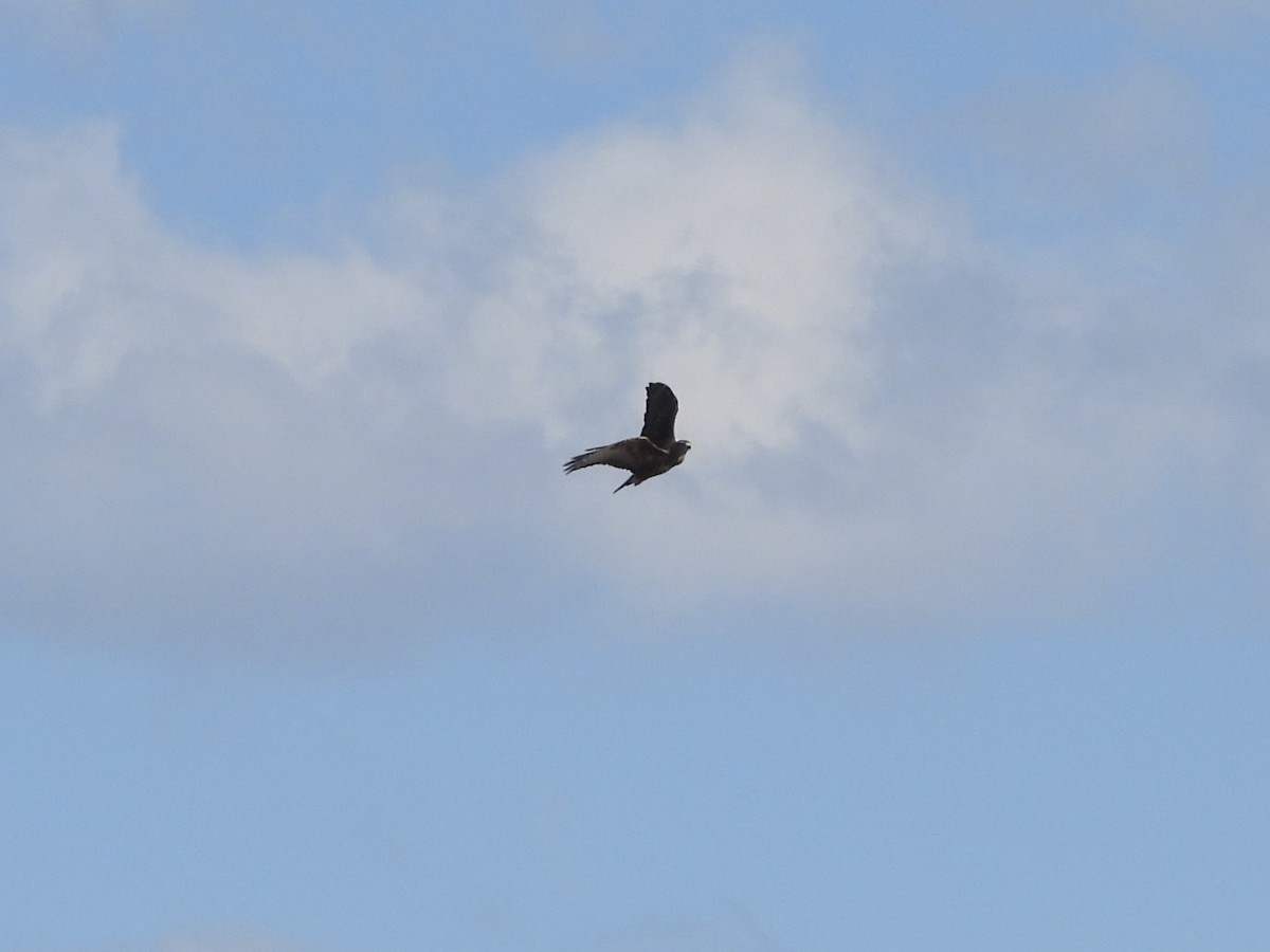 Buse féroce - ML646289939