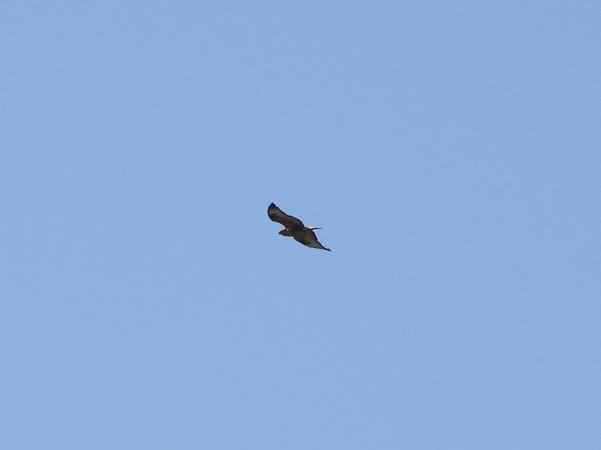 Buse féroce - ML646289940