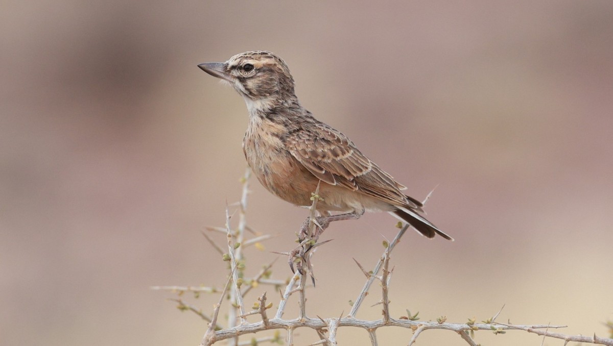 Sclater's Lark - ML646289942