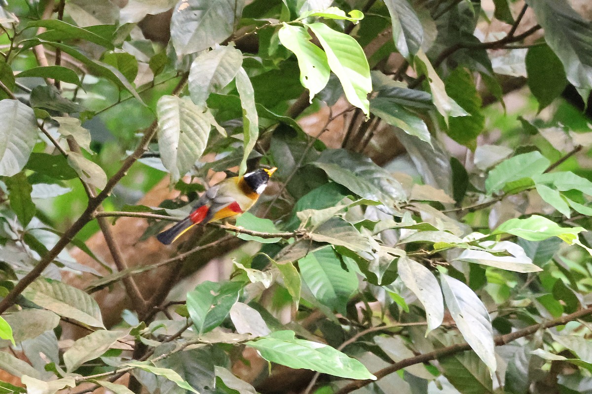 Silver-eared Mesia - ML646289943