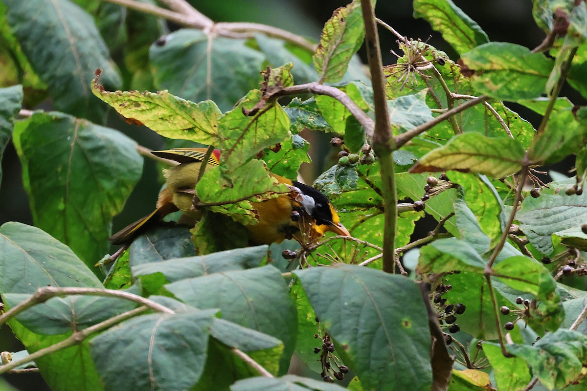 Silver-eared Mesia - ML646289944