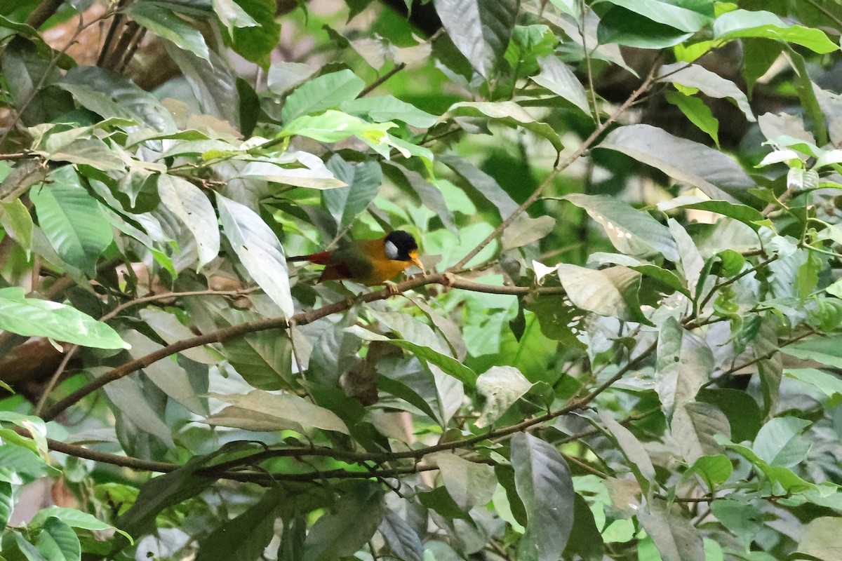 Silver-eared Mesia - ML646289945