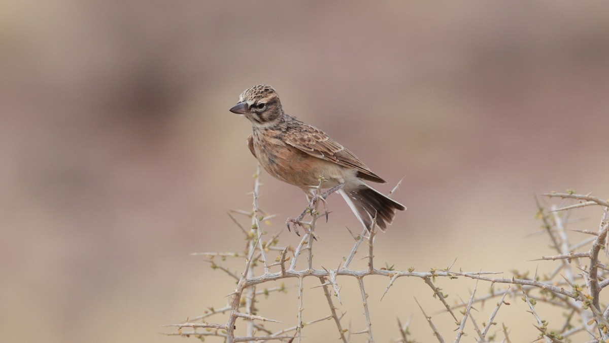 Sclater's Lark - ML646289946