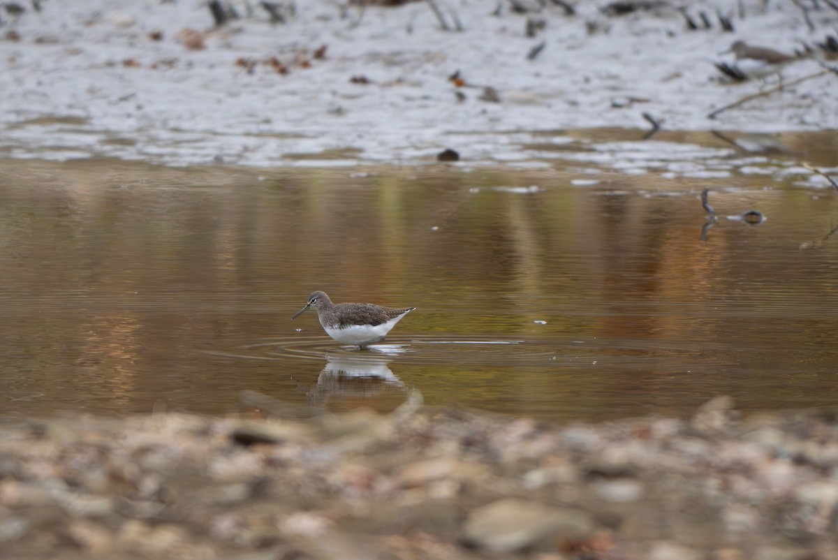 白腰草鷸 - ML646289947