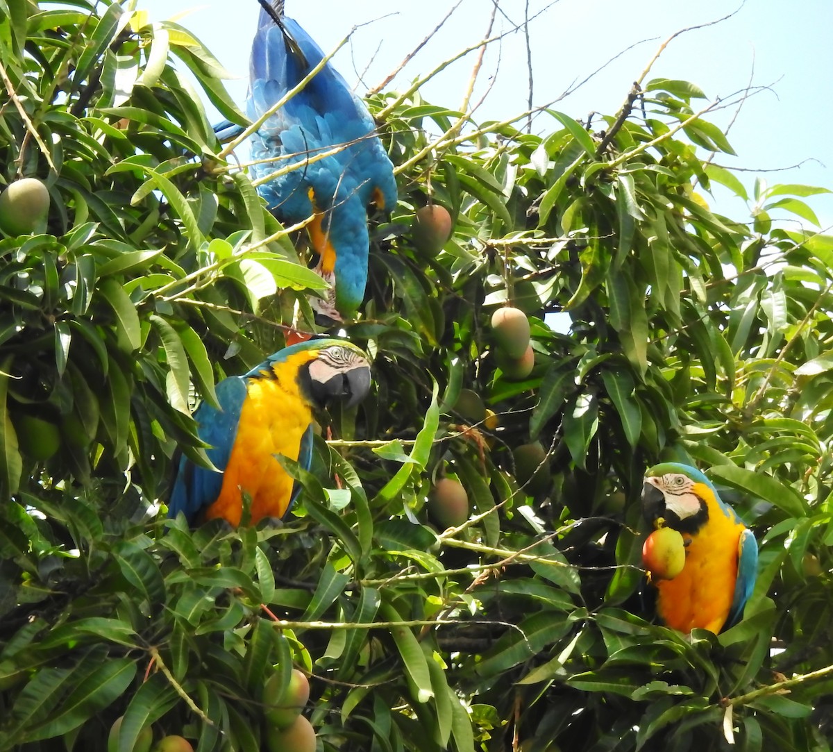 Blue-and-yellow Macaw - ML646289949