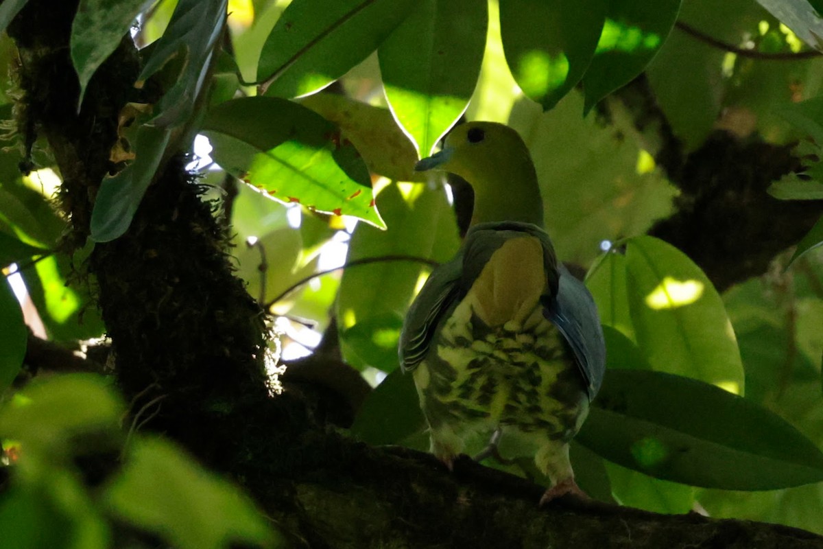 Wedge-tailed Green-Pigeon - ML646289950