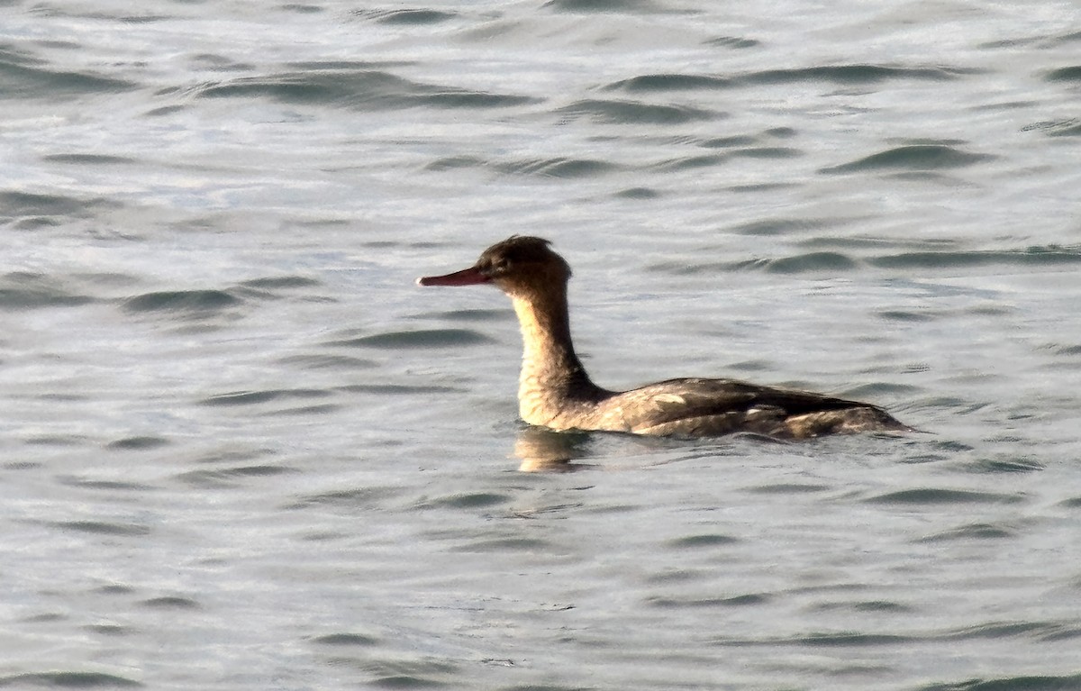 Red-breasted Merganser - ML646289951