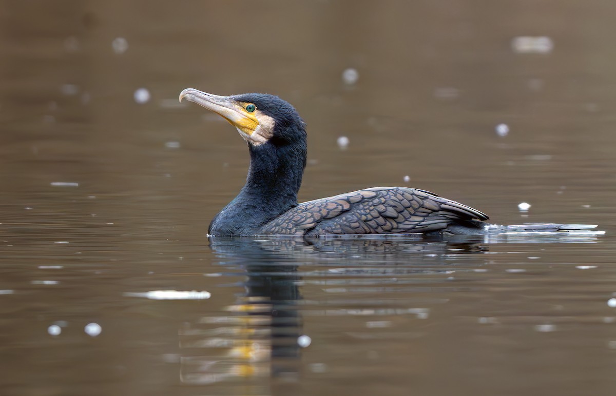 鸕鷀 - ML646289959