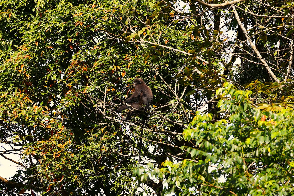 Mammals - ML646289962