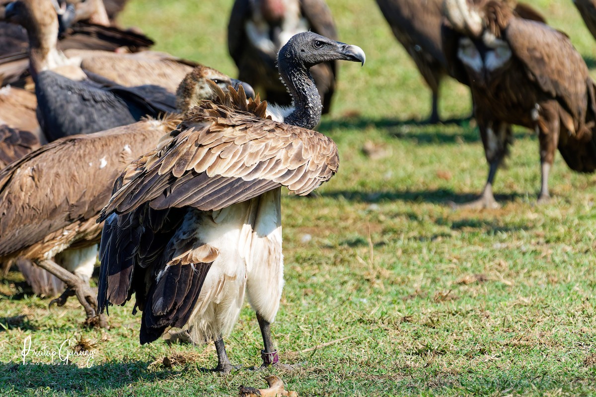 נשר דק-מקור - ML646289965