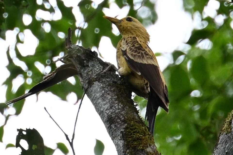 Cream-colored Woodpecker - ML646289967