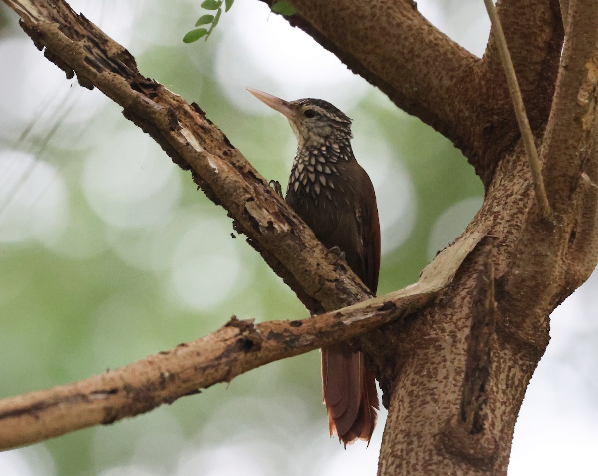 Straight-billed Woodcreeper - ML646289968
