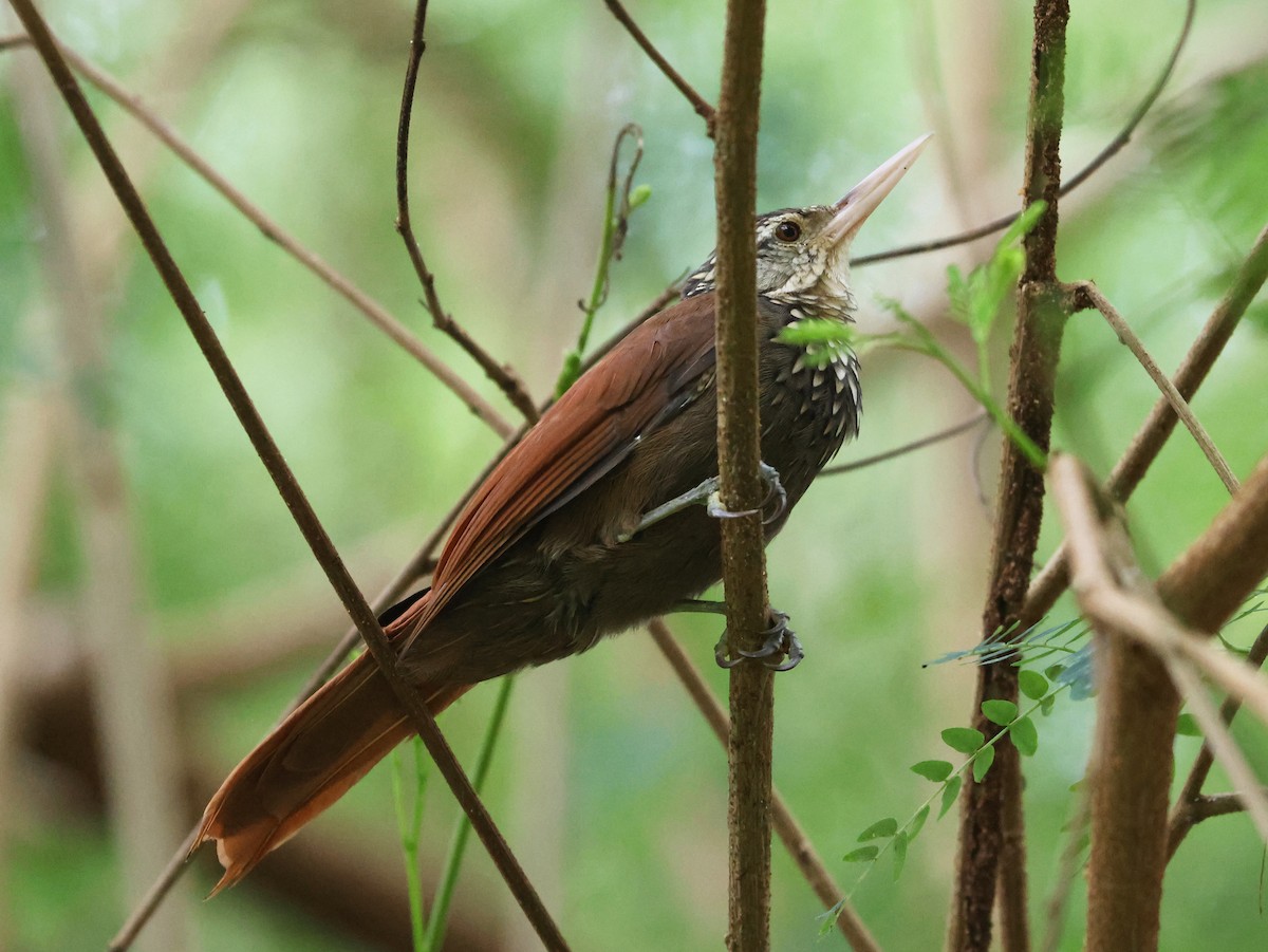 Straight-billed Woodcreeper - ML646289969