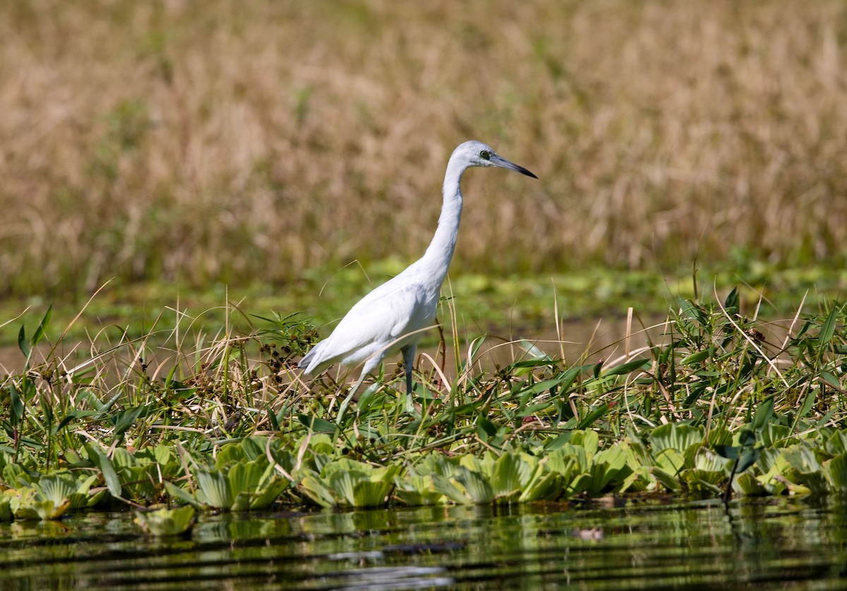 לבנית כחולה קטנה - ML646289972