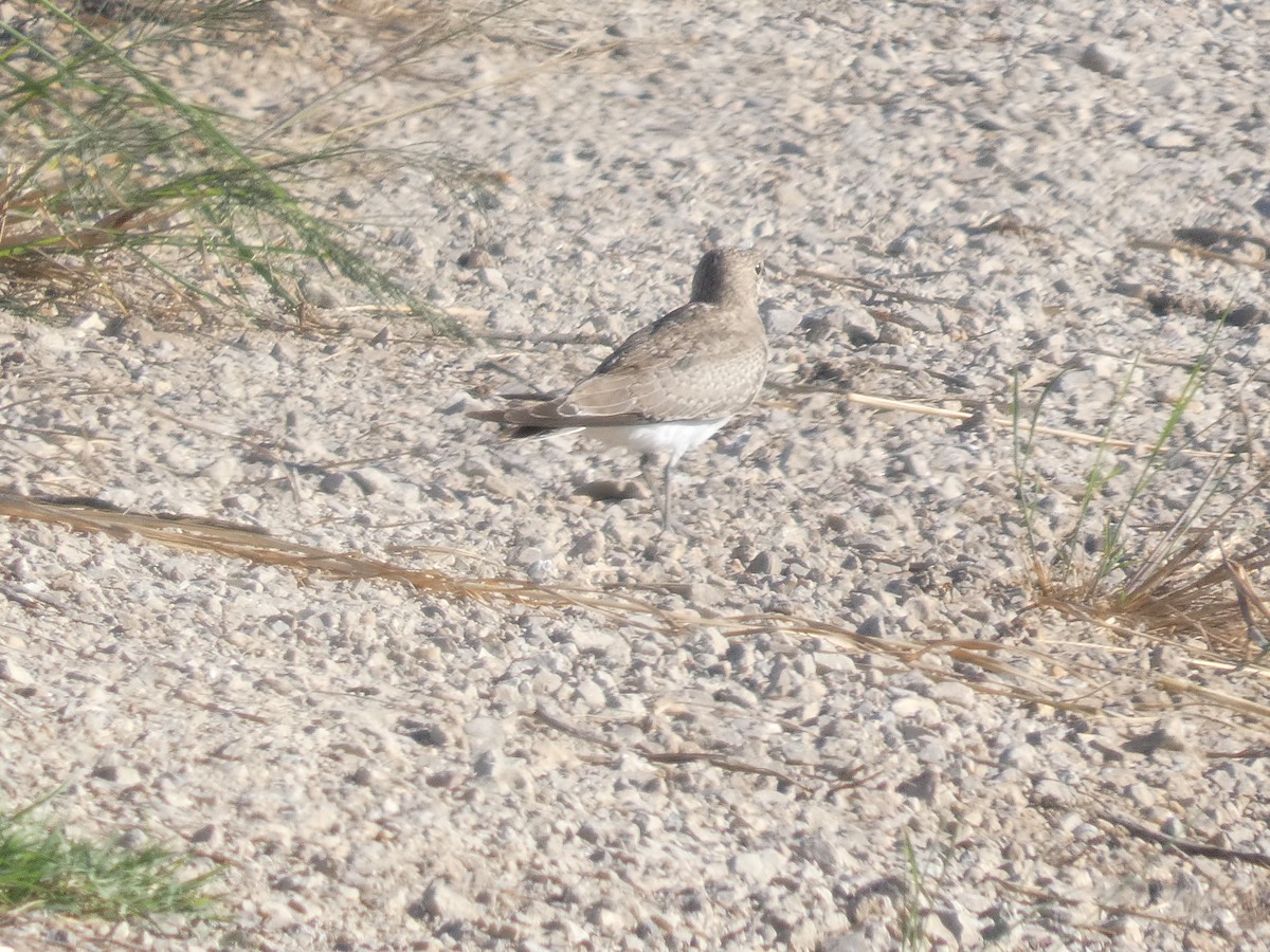 שדמית אדומת-כנף - ML646289975