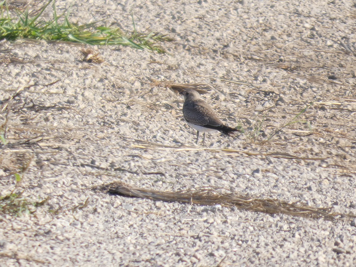 שדמית אדומת-כנף - ML646289976