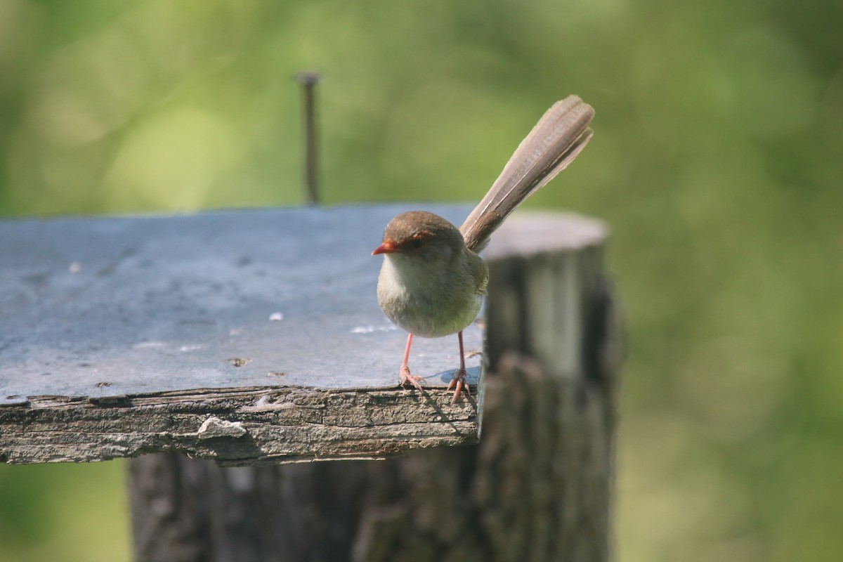 Superb Fairywren - ML646289977