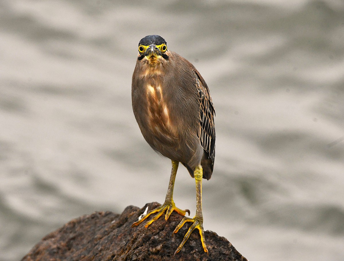 אפית מנגרובים - ML646289981