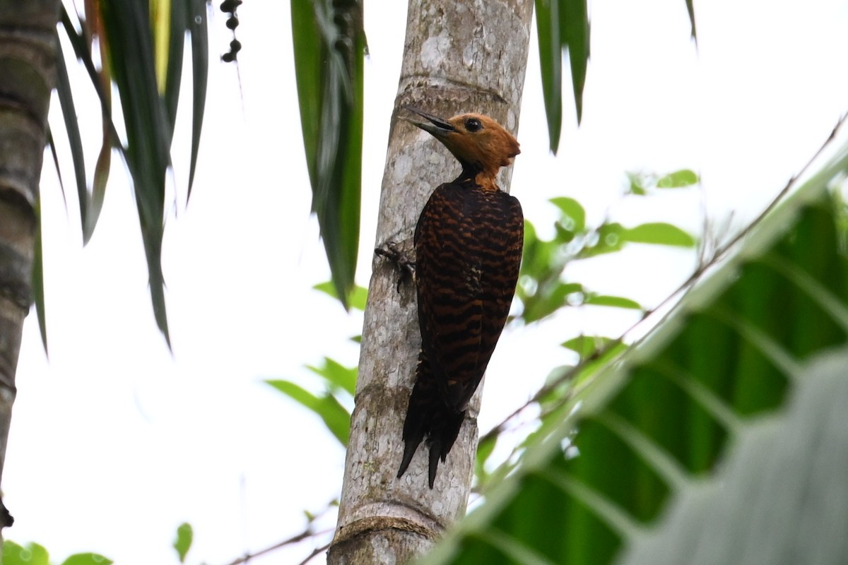 Ringed Woodpecker - ML646289983