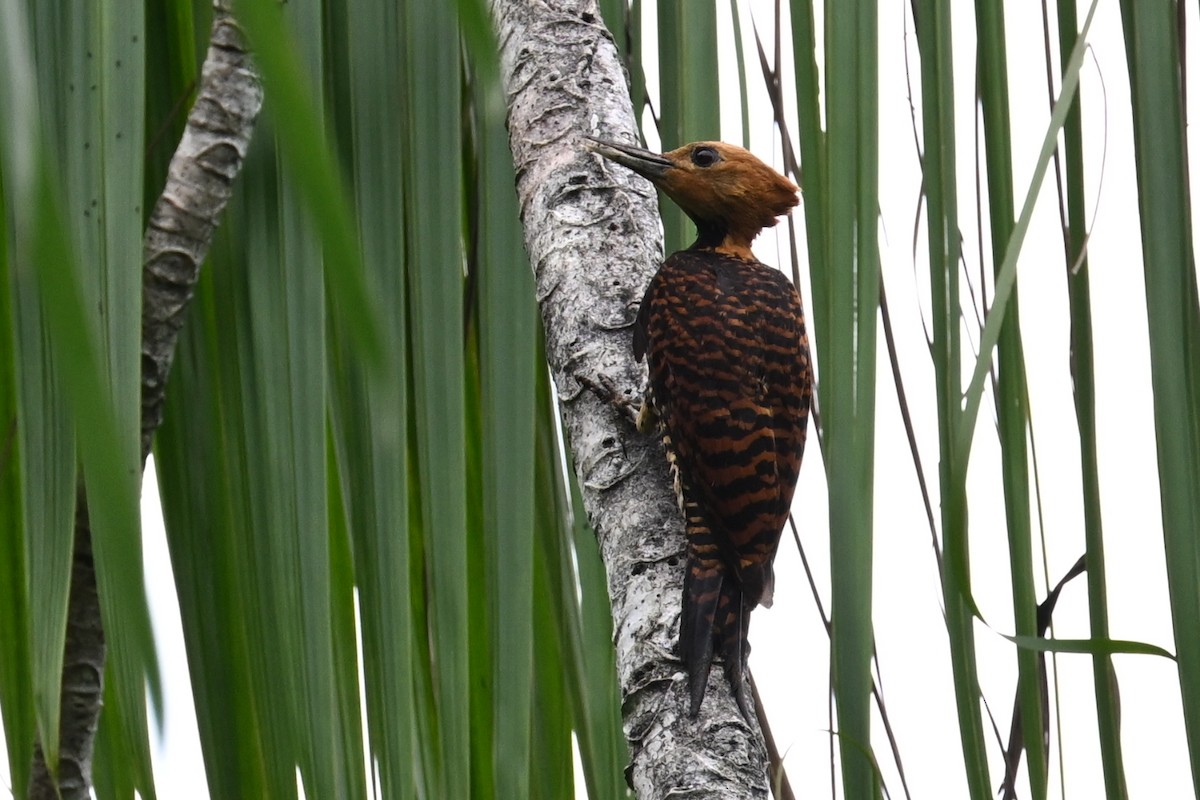 Ringed Woodpecker - ML646289984