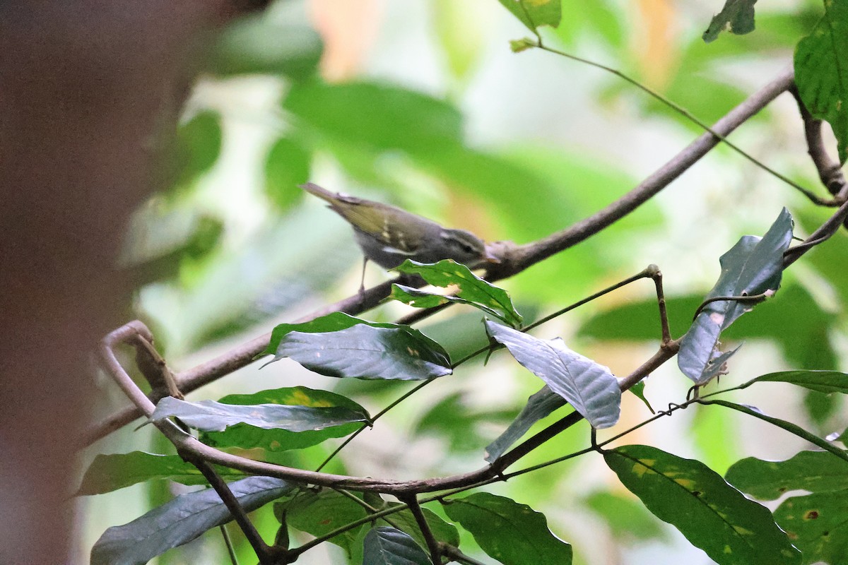 Claudia's Leaf Warbler - ML646289989
