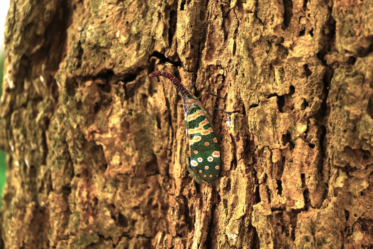 Insects - ML646289991