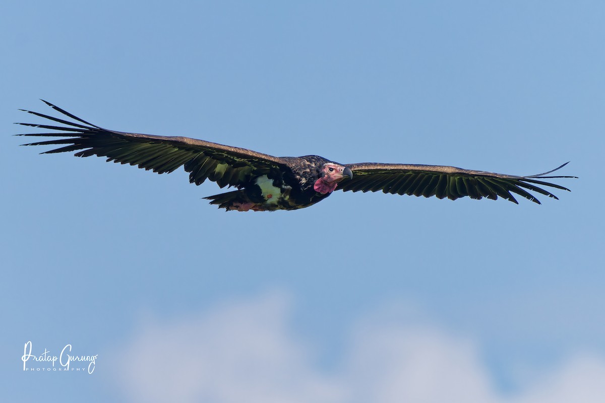 נשרון אדום-ראש - ML646289992