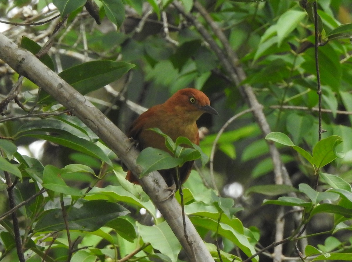 Chestnut-capped Foliage-gleaner - ML646289994