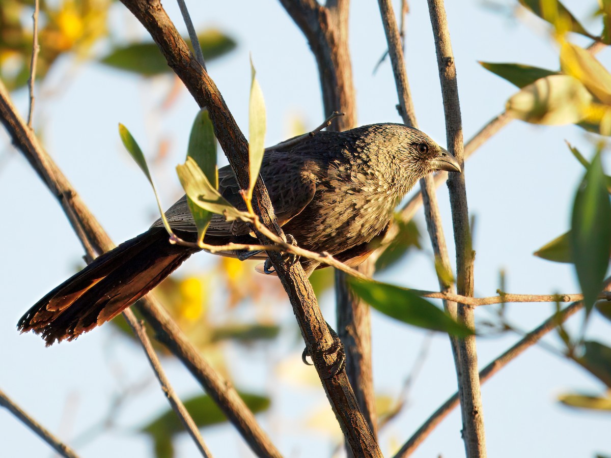Apostlebird - ML646289996