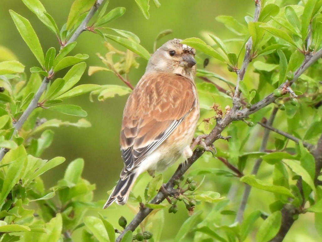 תפוחית מצויה - ML646290000