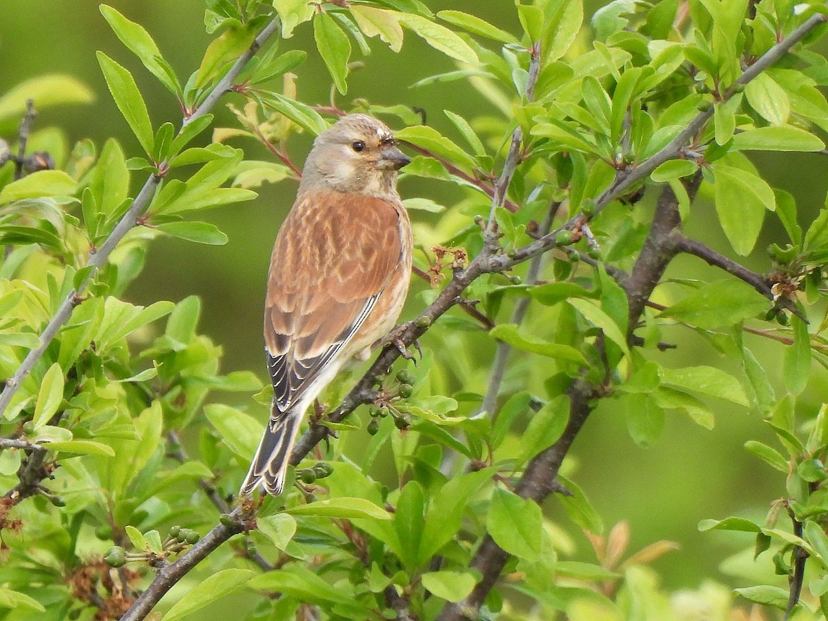 תפוחית מצויה - ML646290002