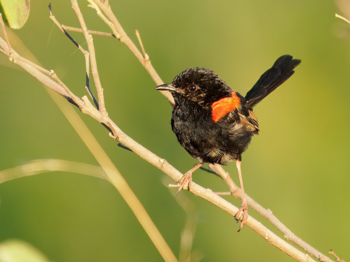 Red-backed Fairywren - ML646290004