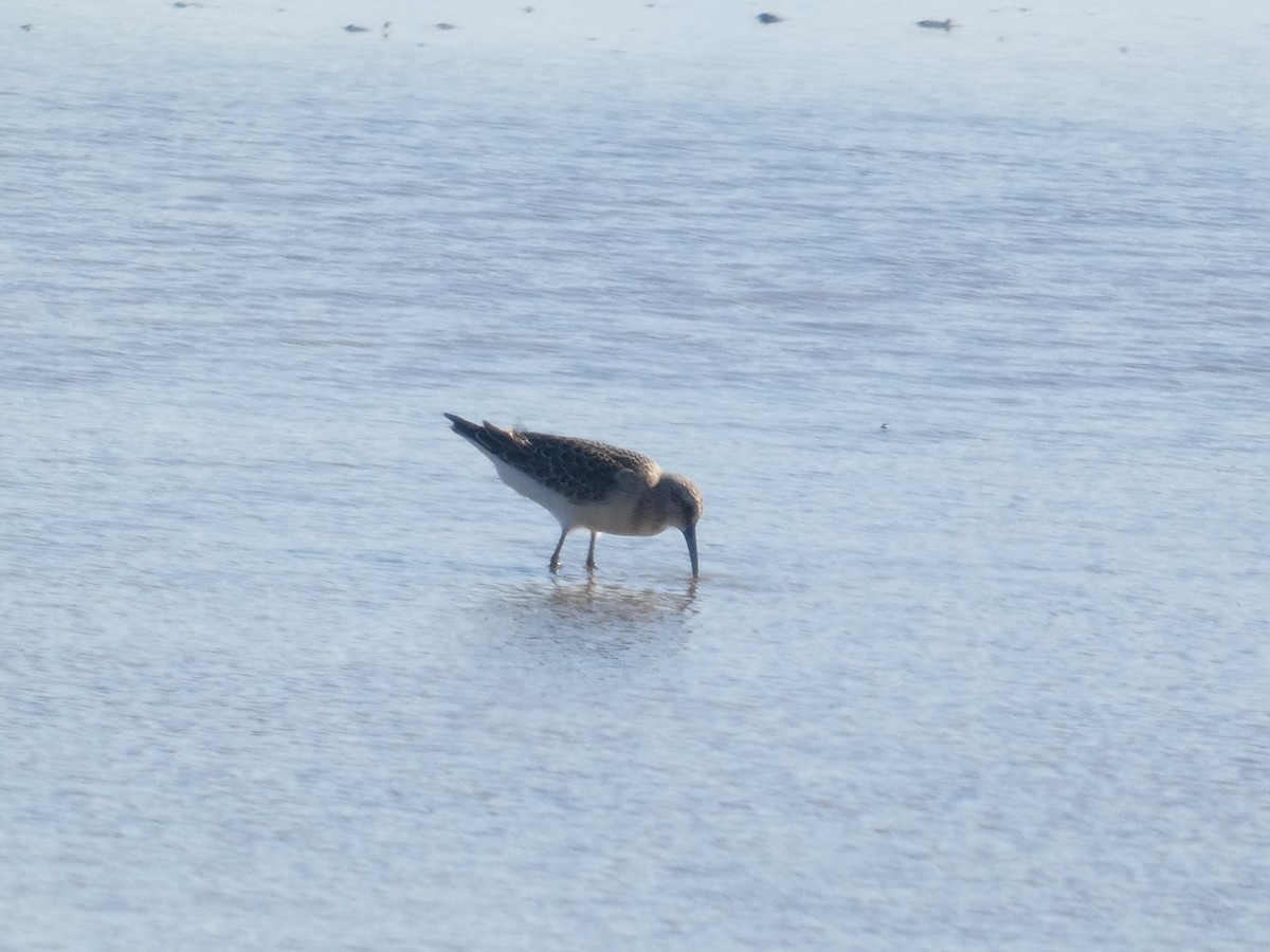 ביצנית מנומרת - ML646290005