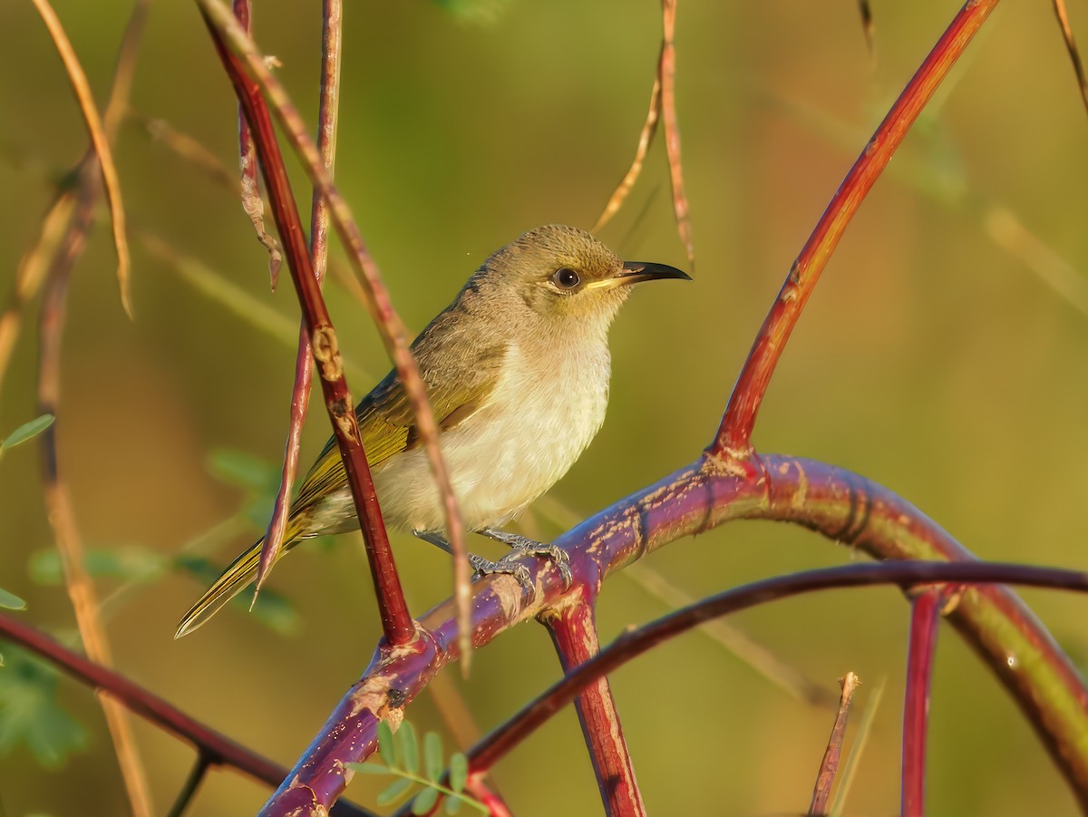 Brown Honeyeater - ML646290006