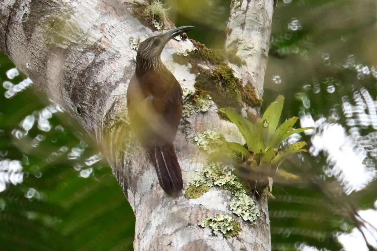 hvitstrupetreløper - ML646290008