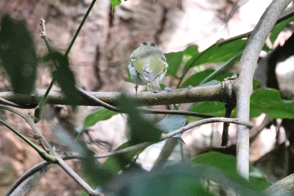 Claudia's Leaf Warbler - ML646290012