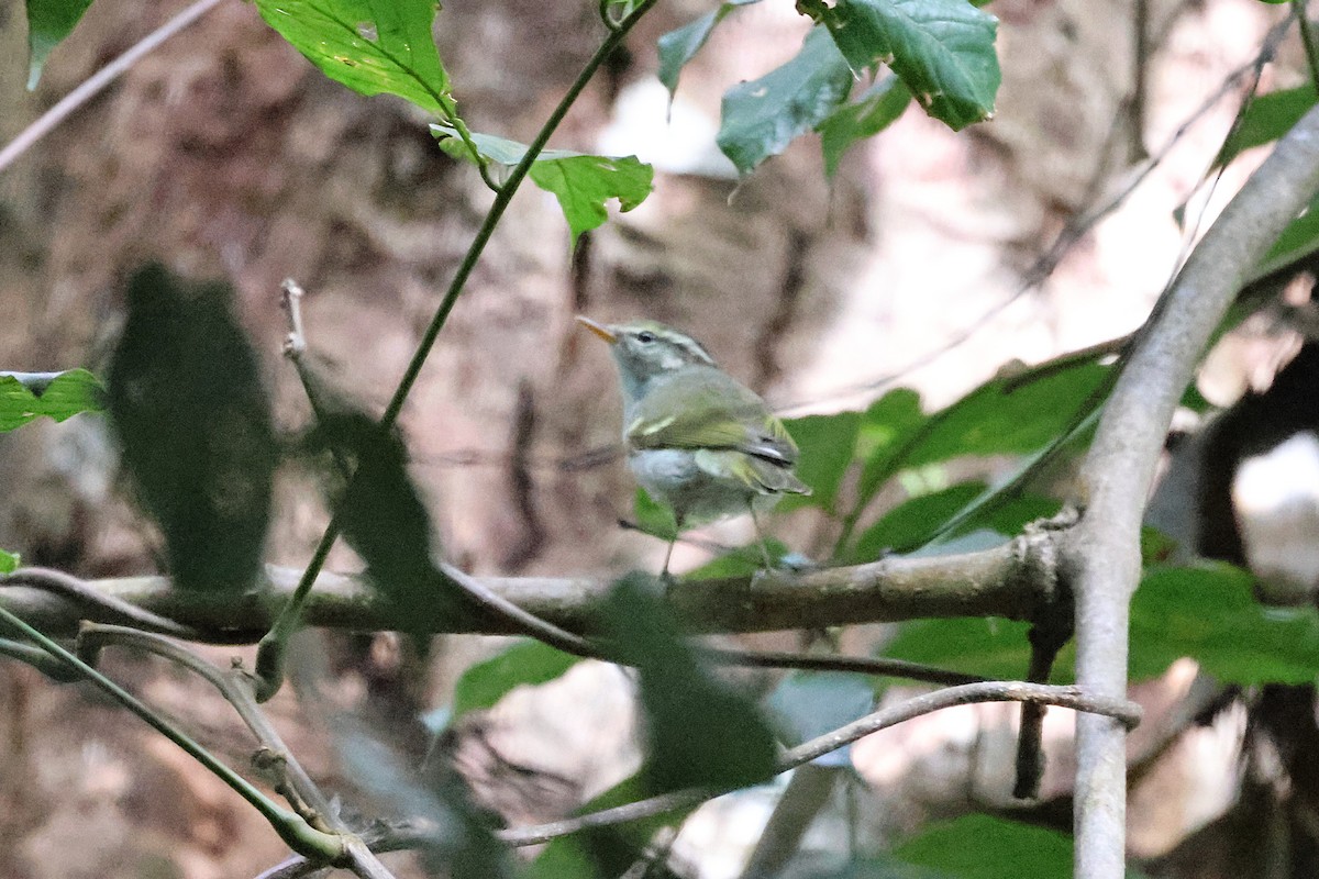 Claudia's Leaf Warbler - ML646290013