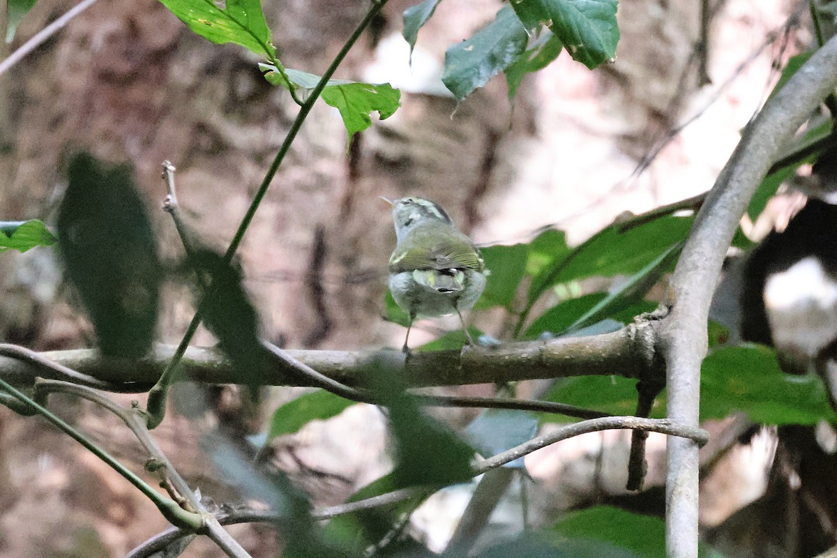Claudia's Leaf Warbler - ML646290014