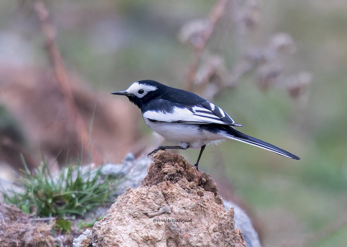 White Wagtail (Hodgson's) - ML646290015