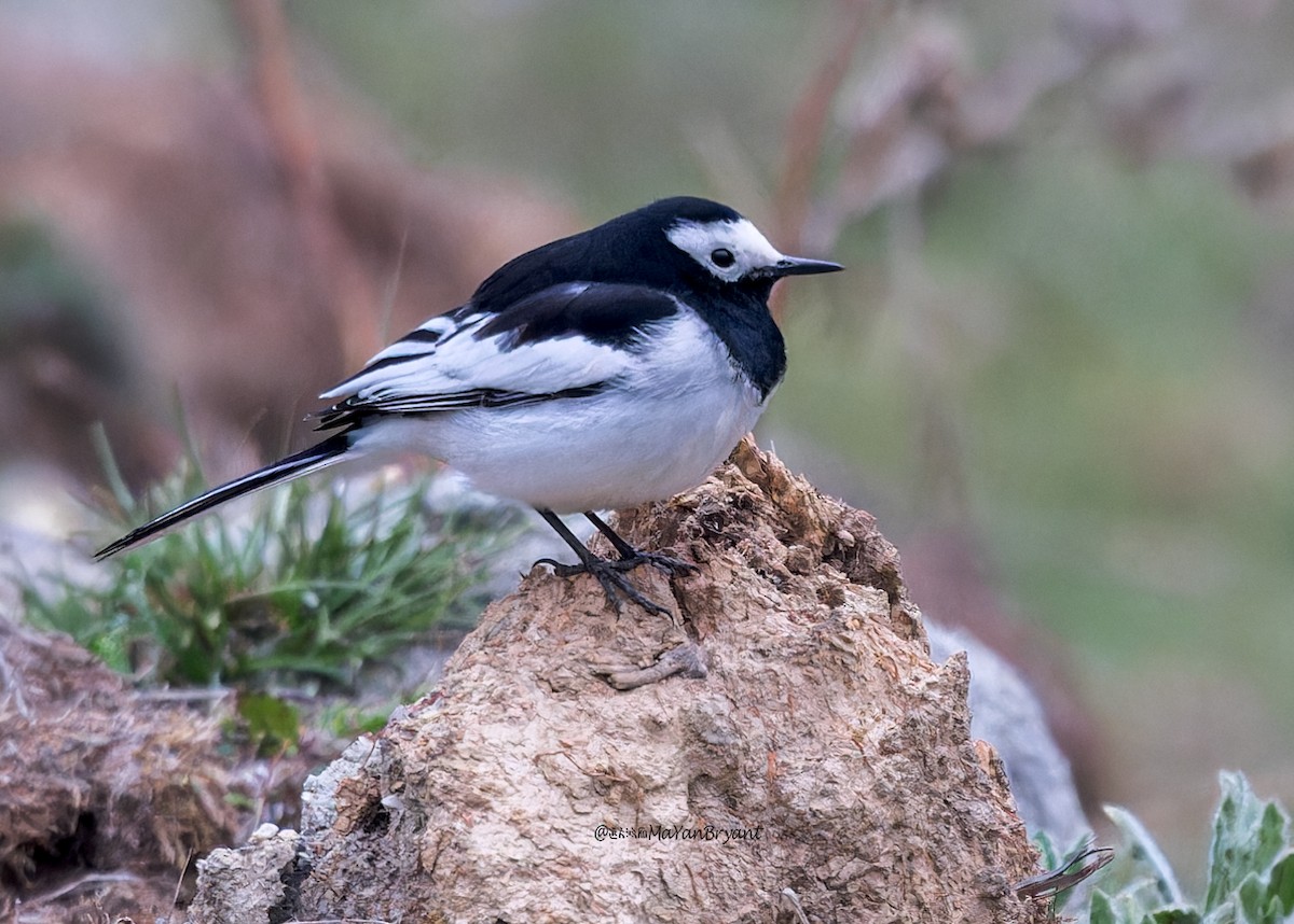 White Wagtail (Hodgson's) - ML646290017