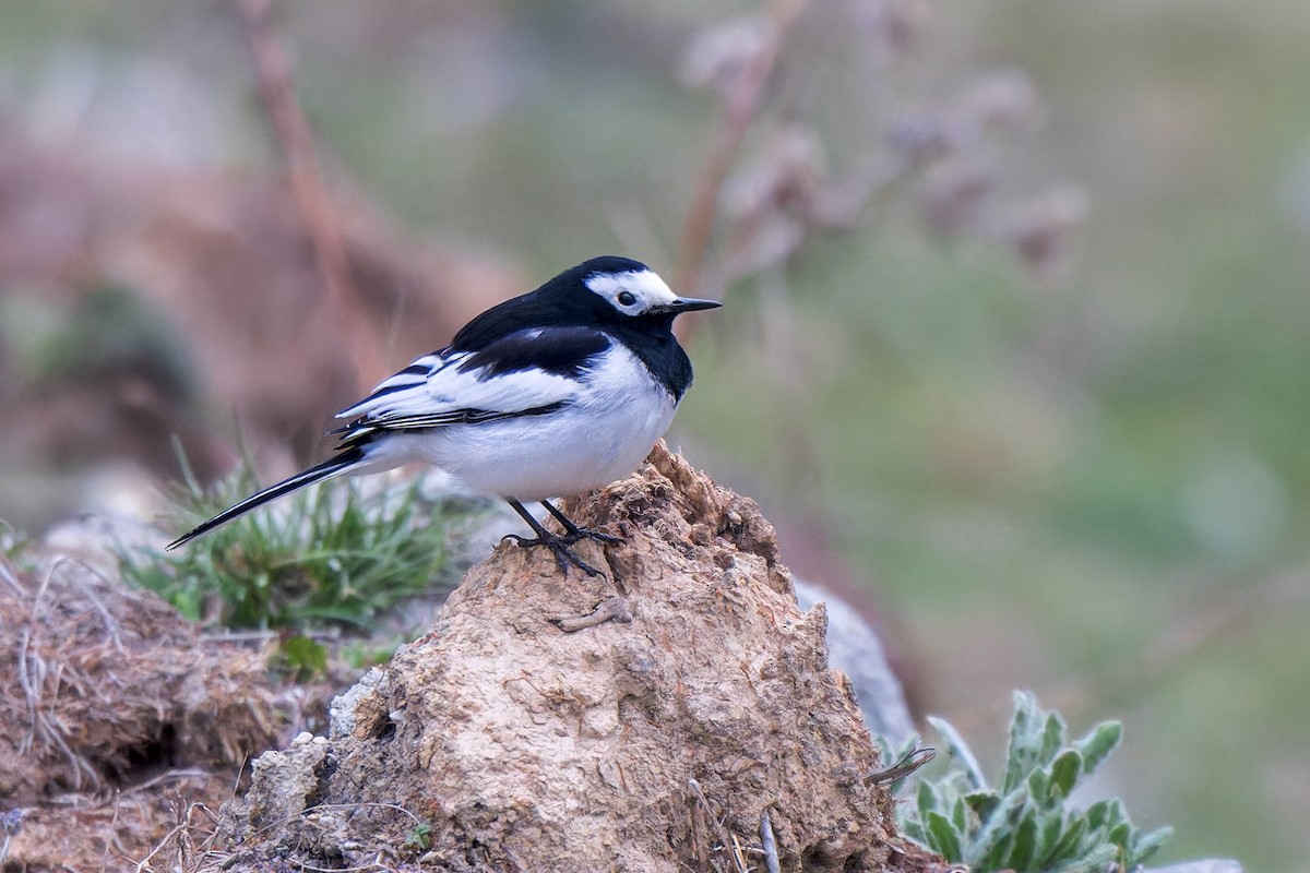 White Wagtail (Hodgson's) - ML646290018